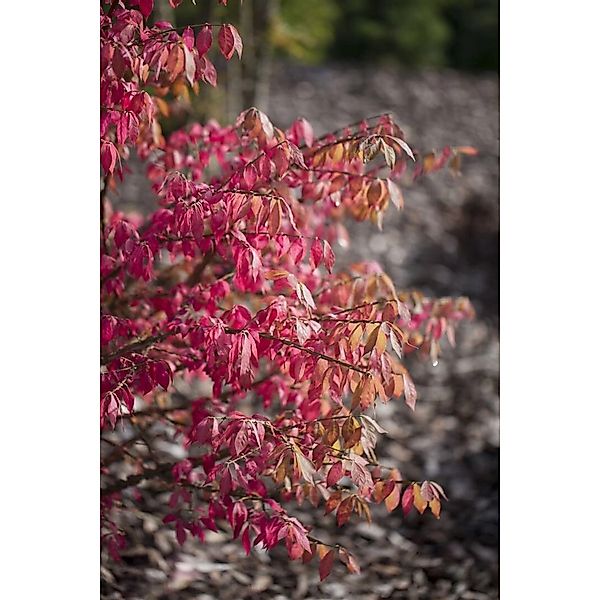 Euonymus Alatus Unforgettable Fire Flügel-Spindelstrauch 40–50 cm günstig online kaufen
