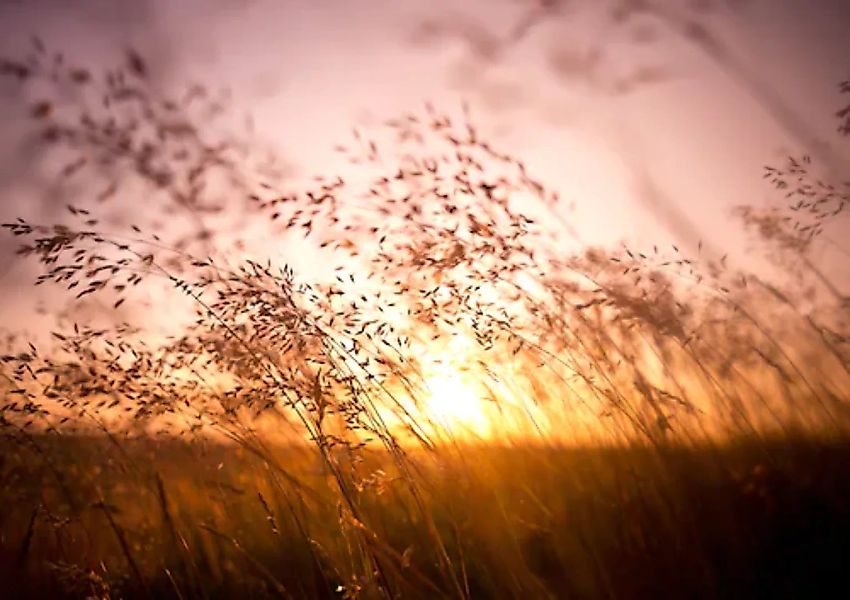 Papermoon Fototapete »Summer Dry Grass« günstig online kaufen