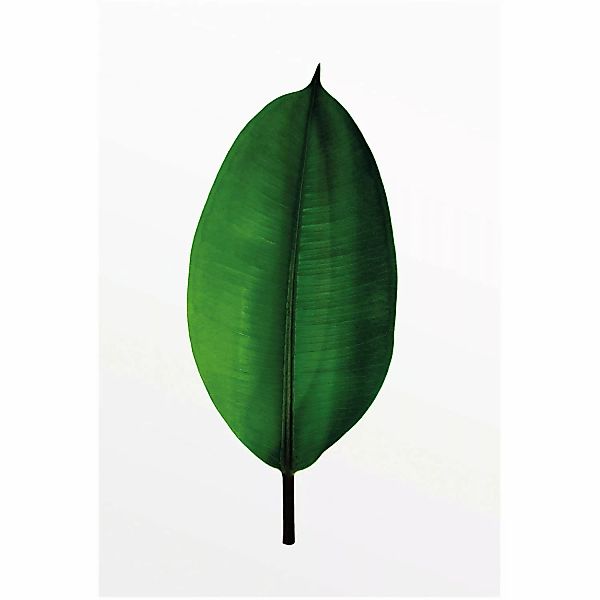 Komar Bild "Ficus Leaf", Pflanzen-Blätter, (1 St.), Wandbild zur Dekoration günstig online kaufen