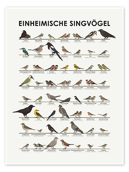 Posterlounge Poster Iris Luckhaus, Einheimische Singvögel, günstig online kaufen