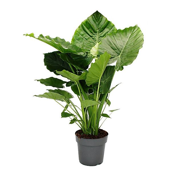 Exotenherz Zimmerpflanze Alocasia gageana California 21cm Solitärpflanze Pf günstig online kaufen