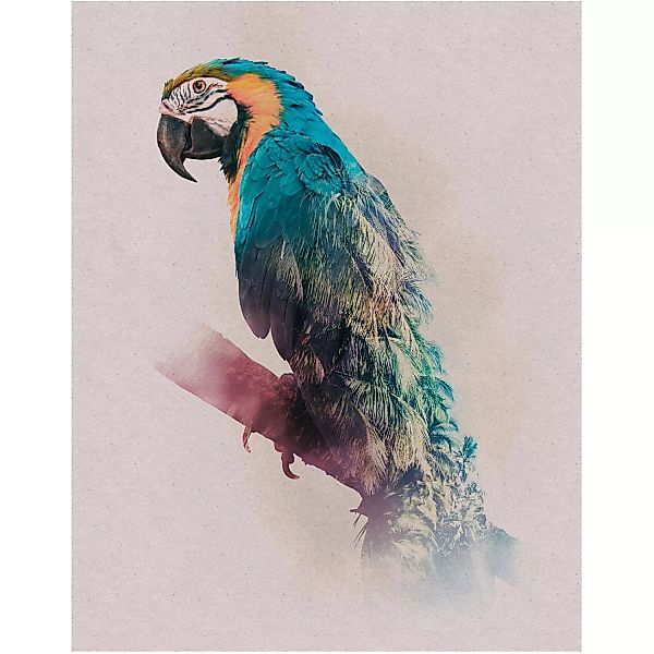 Komar Poster »Animals Paradise Parrot«, Tiere, (1 St.), Kinderzimmer, Schla günstig online kaufen