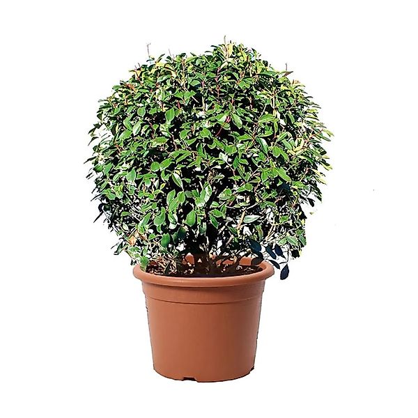 KENTIS Photinia × Fraseri Red Robin Sphere H 70/80 cm Topf Ø 30 cm günstig online kaufen