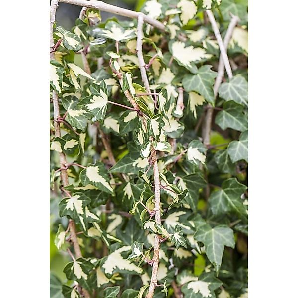 Hedera Helix Goldheart Efeu Gelb-Grün 40–60 cm günstig online kaufen