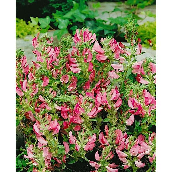 Ononis Spinosa Dornige Hauhechel Ca. 9x9 cm Topf günstig online kaufen