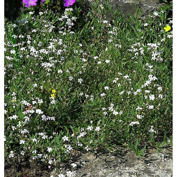 Teppich Schleierkraut weiß - Gypsophila repens günstig online kaufen