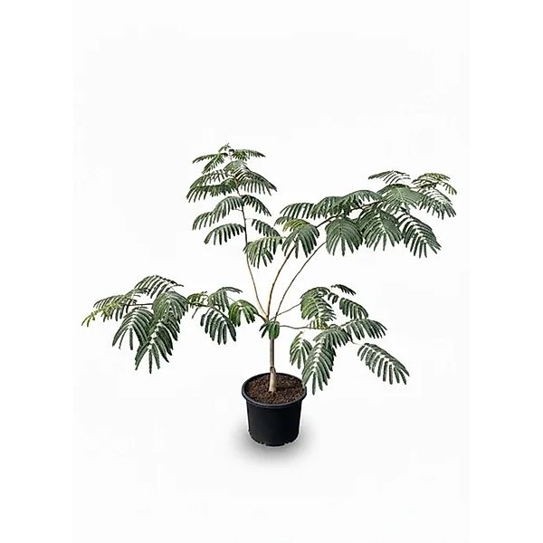 Sunny-Tree Albizia Ombrella Persischer Schlafbaum 120 cm hoch Dekorativer Z günstig online kaufen