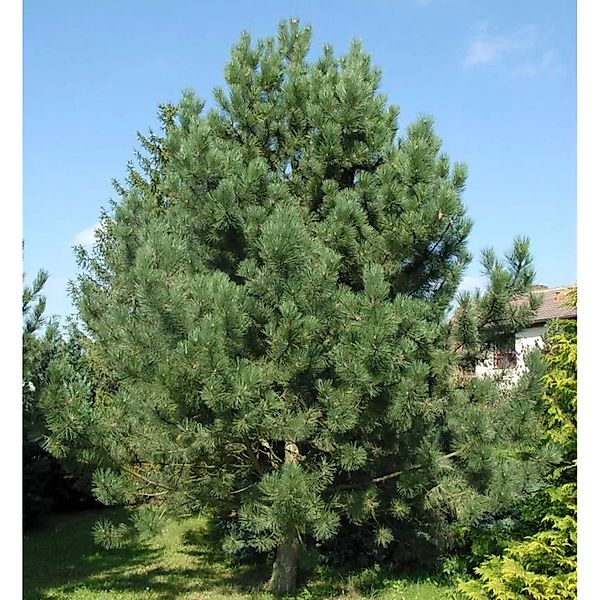 Österreichische Schwarz-Kiefer 40-60cm - Pinus nigra günstig online kaufen