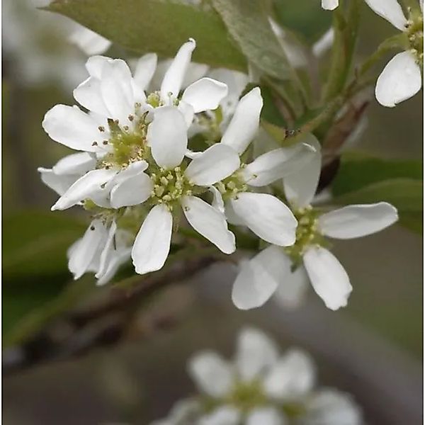 Echte Felsenbirne 40-60cm - Amelanchier rotundifolia günstig online kaufen