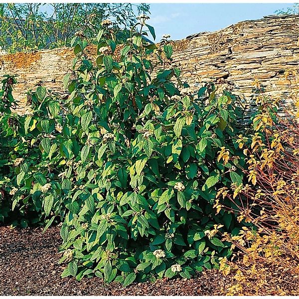Viburnum Rhytidophylloides Willowwood 60–80 cm Immergrün günstig online kaufen