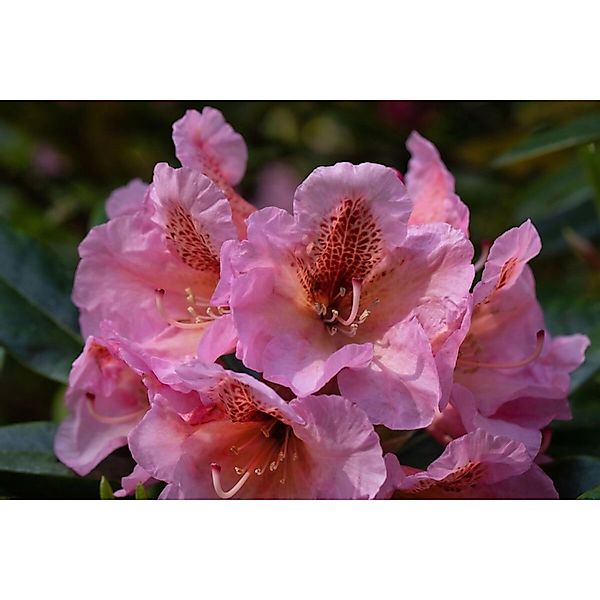 Rhododendron Augustinii Blauviolett 30–40 cm günstig online kaufen