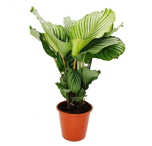 Exotenherz Zimmerpflanze XXL-Schattenpflanze Zebra-Look Calathea orbifolia günstig online kaufen
