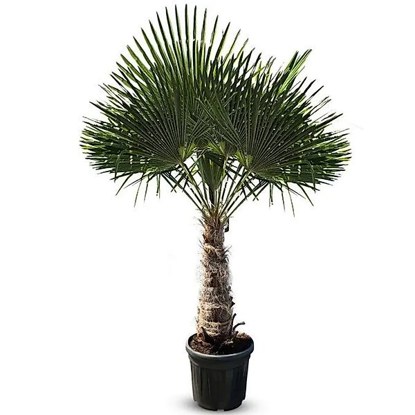 Sunny-Tree Trachycarpus Fortunei Chinesische Fächerpalme 220 bis 240 cm Sta günstig online kaufen