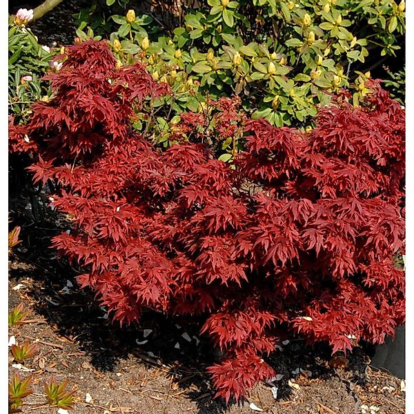 Fächerahorn Aratama 40-60cm - Acer buergerianum günstig online kaufen