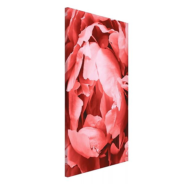 Magnettafel Blumen - Hochformat 3:4 Pfingstrose Blüte Koralle günstig online kaufen