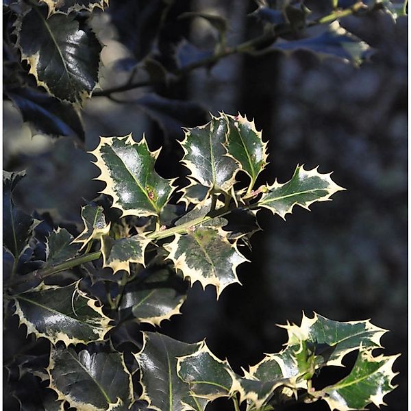 Alaska Stechpalme Ilex Silver Queen 30-40cm - Ilex aquifolium günstig online kaufen