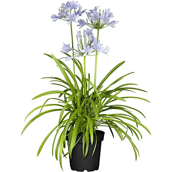 Agapanthus Schmucklilie Northern Star 2-3 Liter Container günstig online kaufen