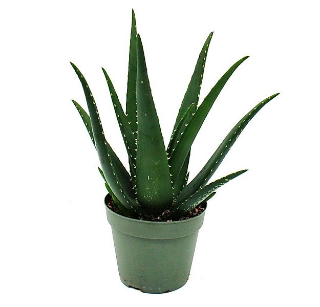 Exotenherz Sukkulente Aloe MEDIVERA - Neue Aloe vera Züchtung - 14cm Topf - günstig online kaufen