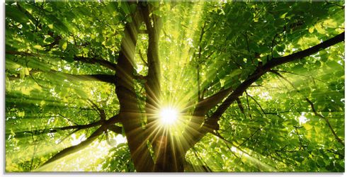 Artland Glasbild "Sonne strahlt explosiv durch den Baum" Bäume 1 Stk. tlg. günstig online kaufen