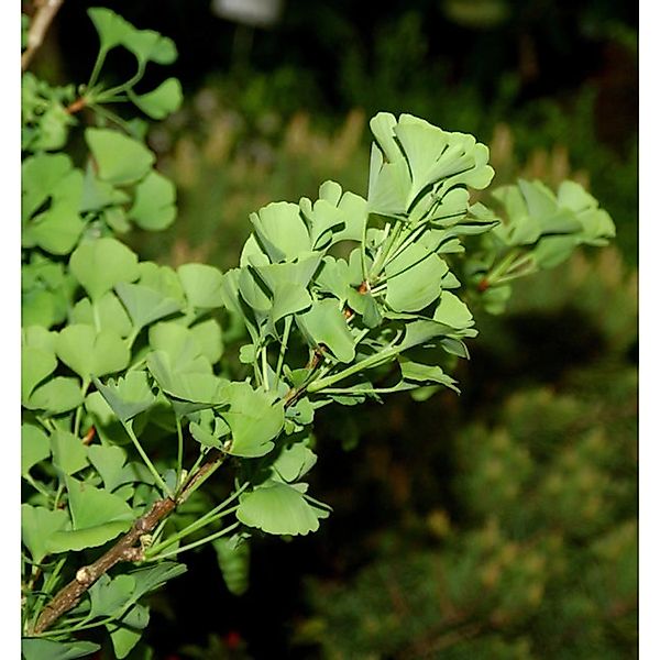 Ginkgo Little Emperor 40-60cm - Ginkgo biloba günstig online kaufen