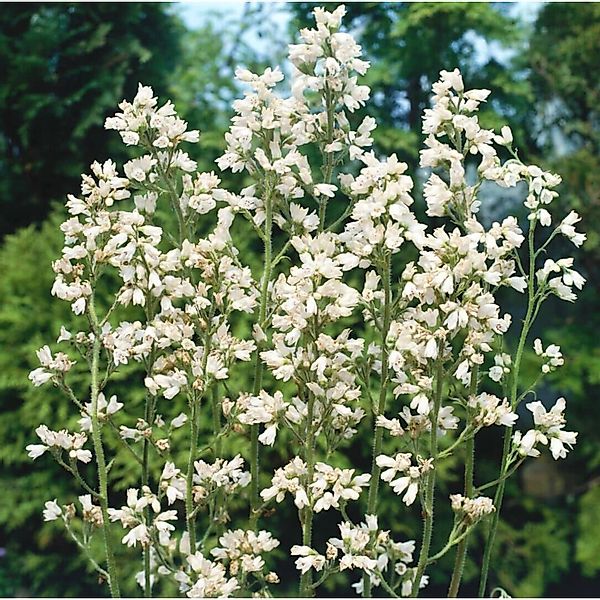 Heuchera X Brizoides Schneewittchen Purpurglöckchen Ca. 9x9 cm Topf günstig online kaufen
