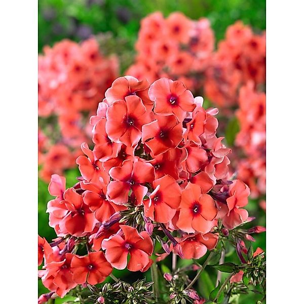 Phlox Paniculata Tequila Sunrise R Ca. 11x11 cm Topf günstig online kaufen