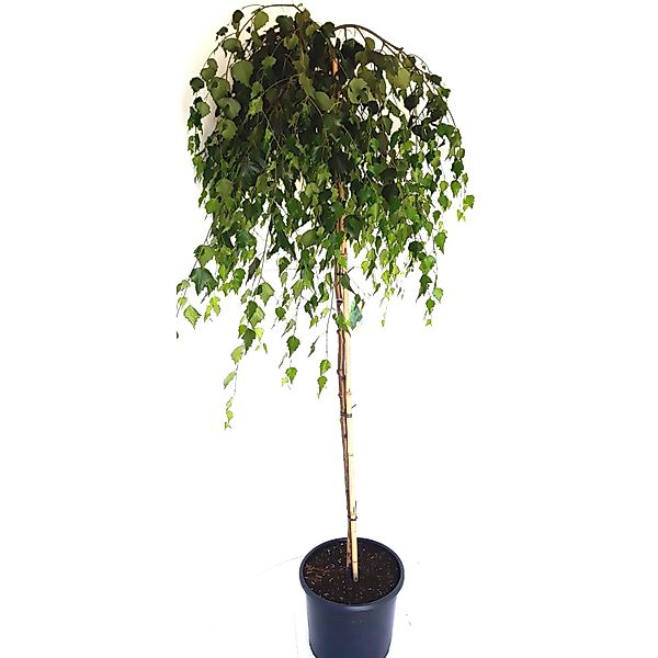 Pflanzen-Boering Betula Pendula Youngii Hänge-Birke Trauer-Birke Gesamthöhe günstig online kaufen