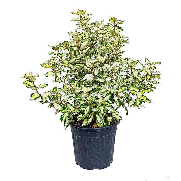 GROW by OBI Immergrüne Bunte Ölweide Höhe ca. 60 cm Elaeagnus ebbingei günstig online kaufen