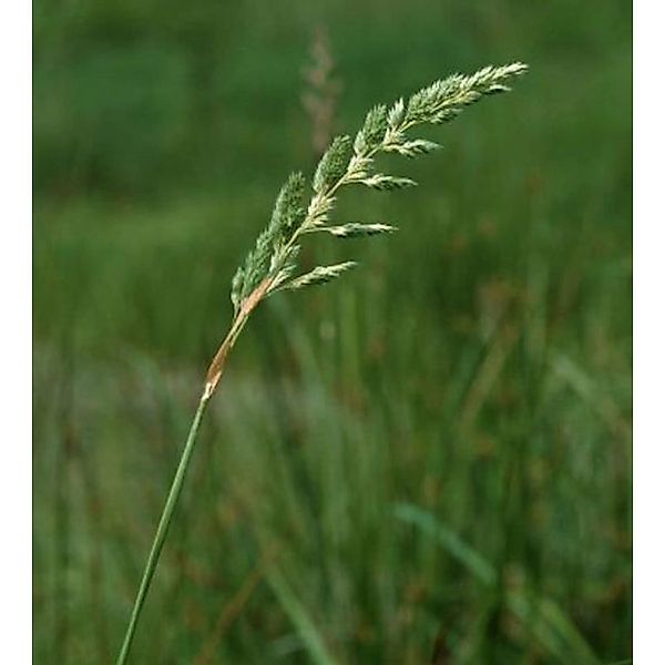 Rohrglanzgras - großer Topf - Phalaris arundinacea günstig online kaufen