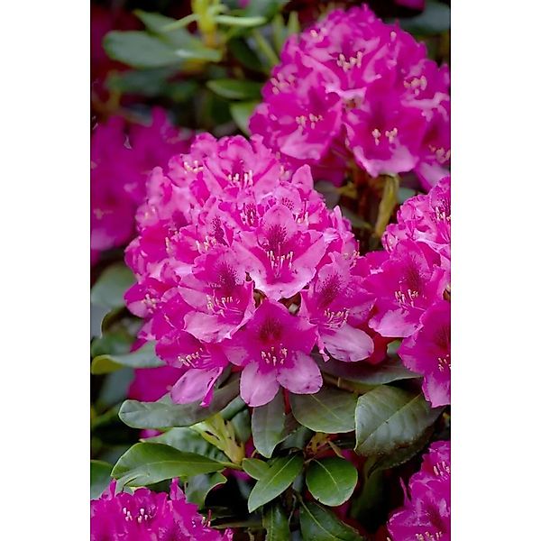 Rhododendron Nova Zembla Rot 90–100 cm günstig online kaufen
