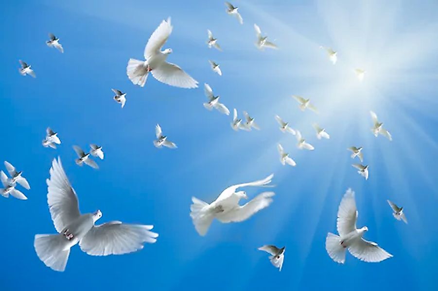 Papermoon Fototapete »White Doves« glatt günstig online kaufen