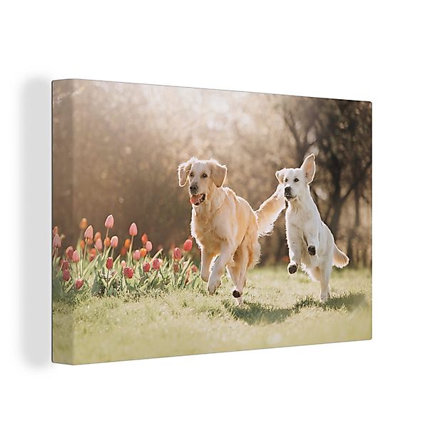 OneMillionCanvasses® Leinwandbild Hunde - Sonne - günstig online kaufen