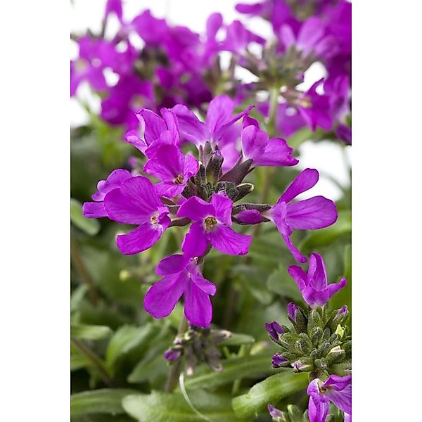 Arabis Blepharophylla Gänsekresse Rosa Blüten Ca. 9x9 cm Topf günstig online kaufen