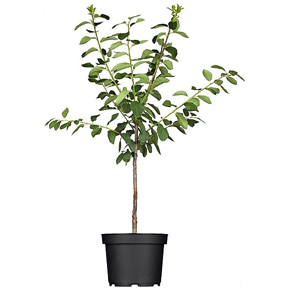 GROW by OBI Bio Aprikose Nancy Orangegelb Höhe ca. 120 - 140 cm Topf ca. 7 günstig online kaufen