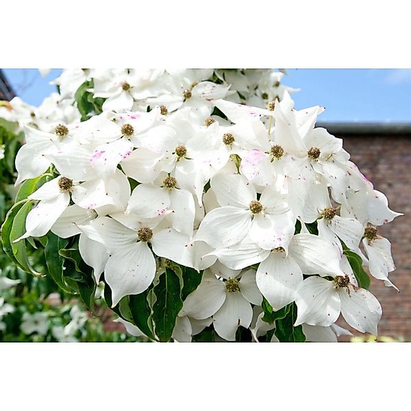 Cornus Kousa Moonbeam Japanischer Blumen-Hartriegel 80–100 cm günstig online kaufen