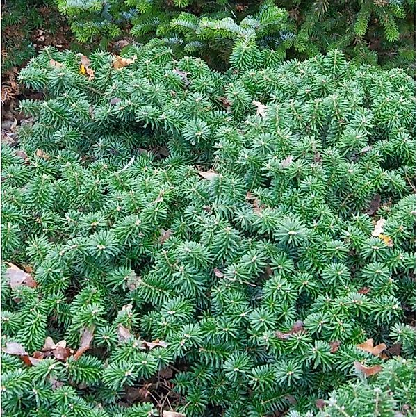 Flache Koreatanne Dark Hill 30-35cm - Abies koreana günstig online kaufen