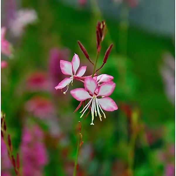 Prachtkerze Rosy Jane - Gaura,indheimeri günstig online kaufen