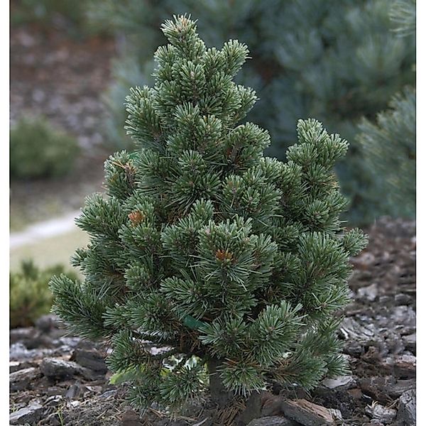 Fuchschwanz Kiefer Sherwood Compact 25-30cm - Pinus aristata günstig online kaufen