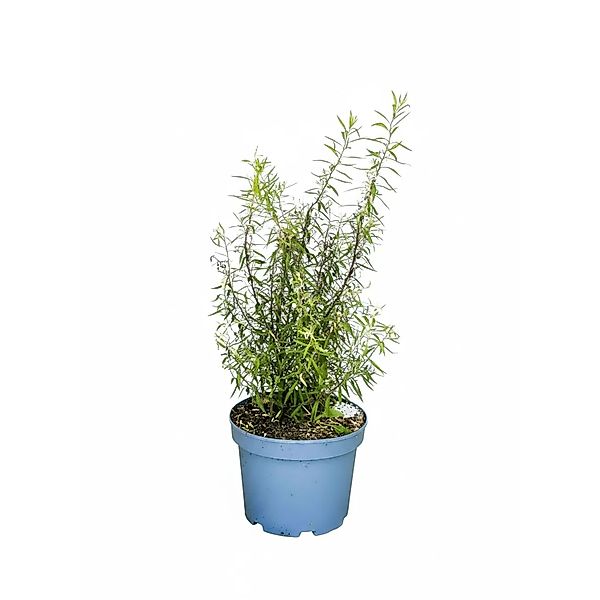 Baumfink Weiße Rispenspiere Grefsheim als Topfpflanze 60-100cm günstig online kaufen