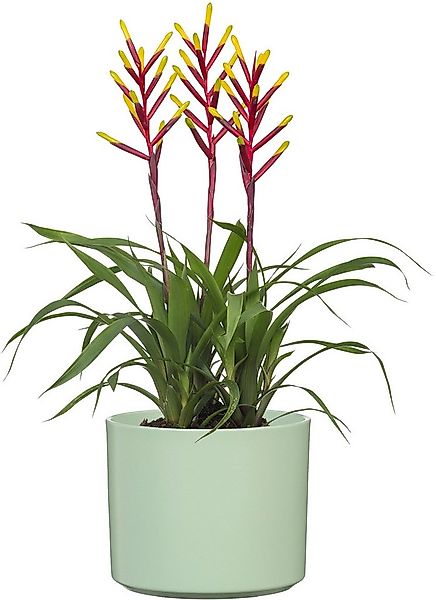 Scheurich Übertopf, 100% wasserdichter Keramik-Übertopf günstig online kaufen