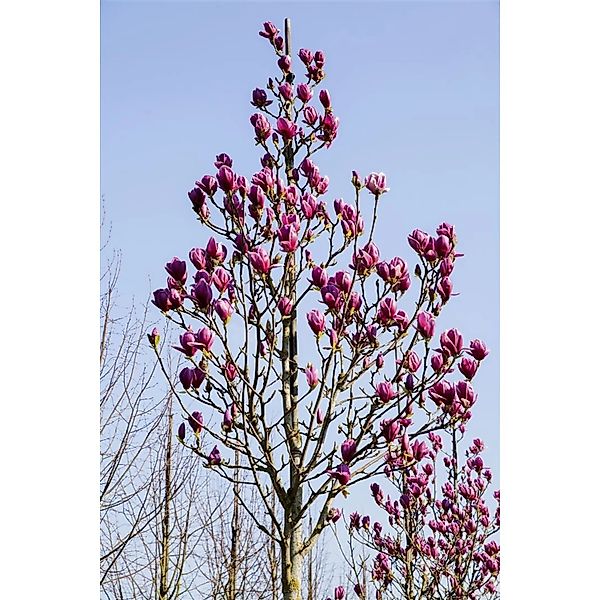 Magnolia 'Black Tulip' Magnolie 60-80 cm günstig online kaufen