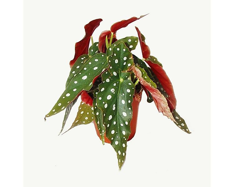 Exotenherz Zimmerpflanze Polka-Dot Begonie - Forellenbegonie - Begonia macu günstig online kaufen