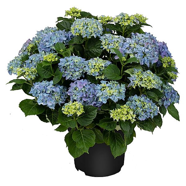 Bauernhortensie Endless Summer Blau Höhe ca. 50 cm Topf ca. 5 l Hydrangea günstig online kaufen