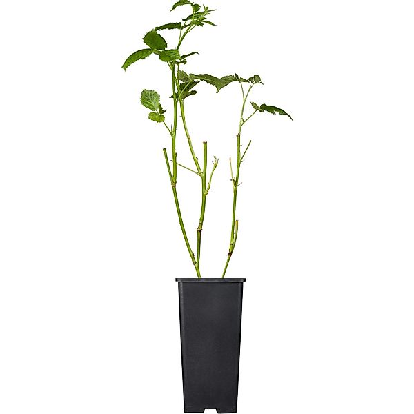 GROW by OBI Brombeere Black Satin ca. 40 - 60 cm Rubus fruticosus günstig online kaufen