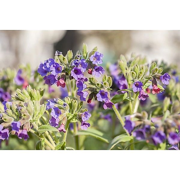 Pulmonaria Mollis Weiches Lungenkraut Ca. 9x9 cm Topf günstig online kaufen
