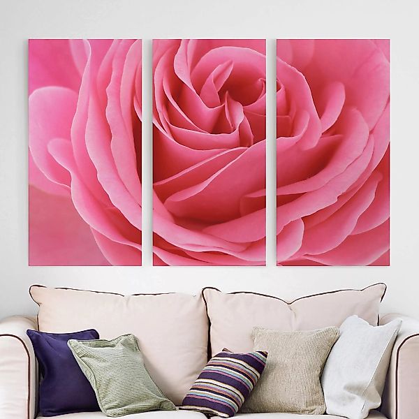 3-teiliges Leinwandbild Blumen - Querformat Lustful Pink Rose günstig online kaufen