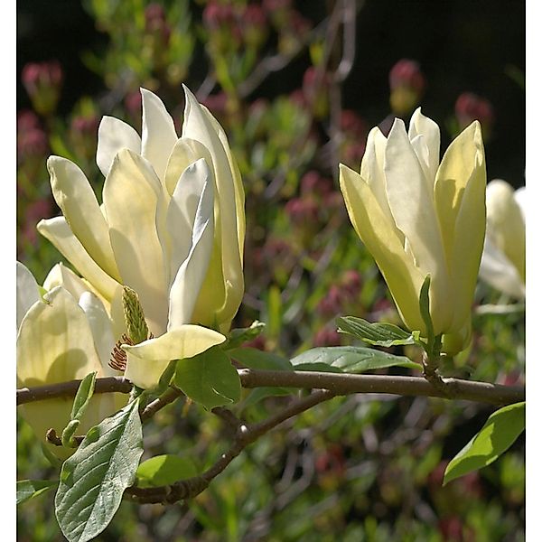 Hochstamm Magnolie Yellow Bird 100-125cm - Magnolia günstig online kaufen