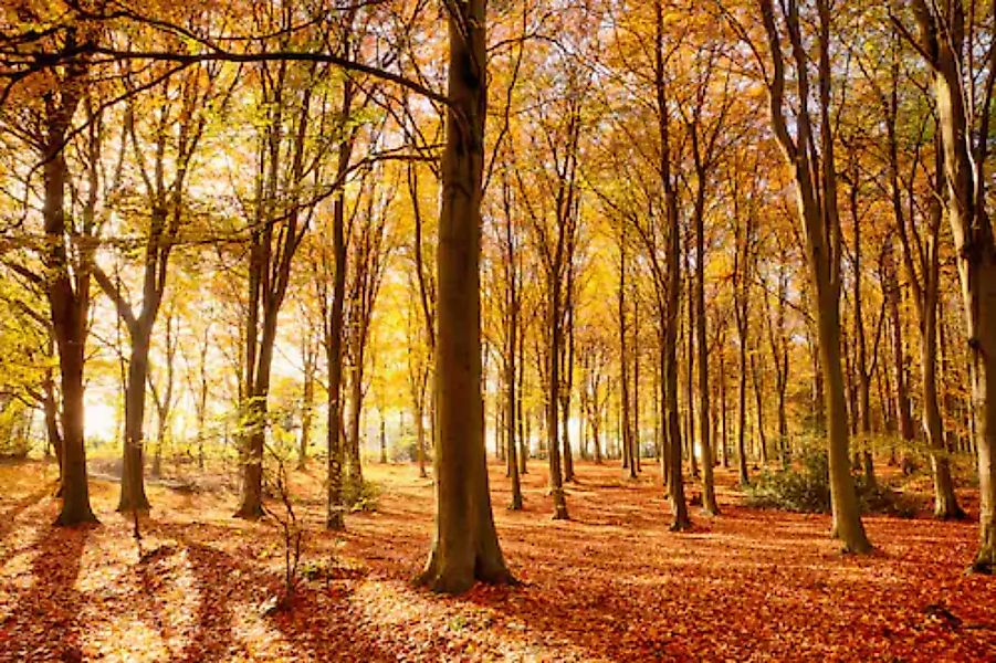 Papermoon Fototapete »Herbstwald« günstig online kaufen