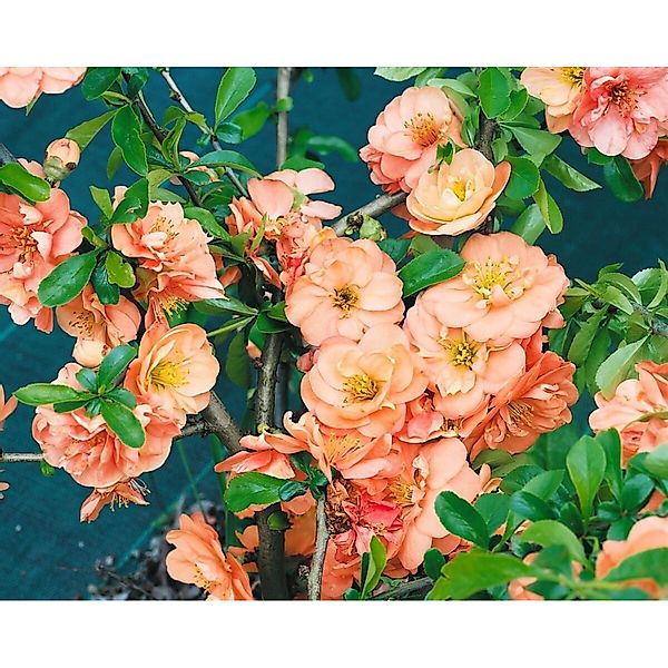 Chaenomeles 'Orange Trail' Zierquitte 40-60 cm günstig online kaufen