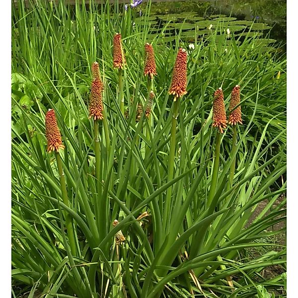 Grasartige Fackellilie St Gallen - Kniphofia galpinii günstig online kaufen